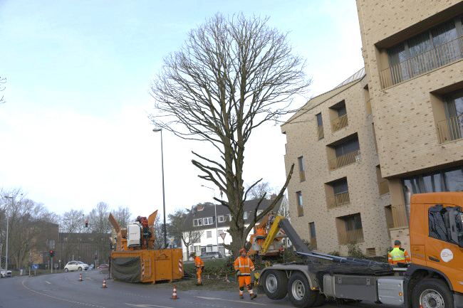 F&auml;llung Baumhasel Hohenstaufenallee
